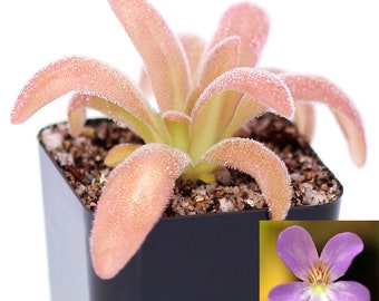 Pinguicula agnata x gypsicola - Carnivorous Mexican Butterwort Plant