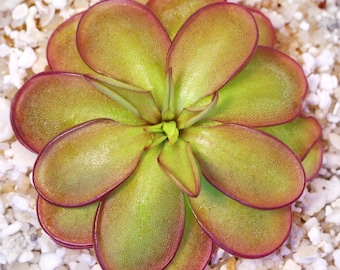 Pinguicula laueana CP2 x emarginata - Carnivorous Mexican Butterwort Plant