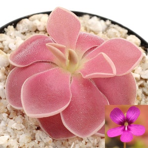 Pinguicula 'Weser' - Carnivorous Mexican Butterwort Plant