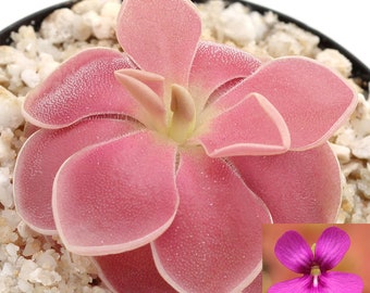 Pinguicula 'Weser' - Carnivorous Mexican Butterwort Plant