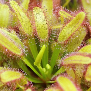 Drosera capensis 'Wide Leaf' (Cape Sundew) - Carnivorous Plant