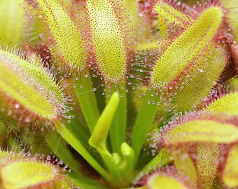 Drosera capensis 'Wide Leaf' (Cape Sundew) - Carnivorous Plant