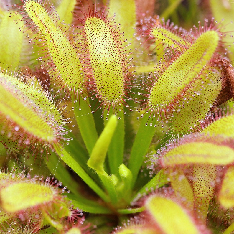 Sundew - Drosera capensis 'Wide Leaf' (Cape Sundew)