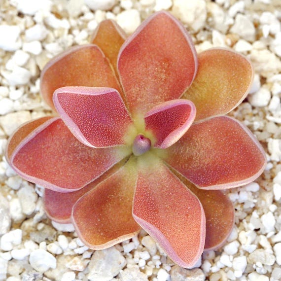 Butterwort - Pinguicula 'PE Formosa' - Carnivorous Plant - Mexican  Butterwort