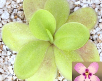 Pinguicula 'Gina' - Carnivorous Mexican Butterwort Plant