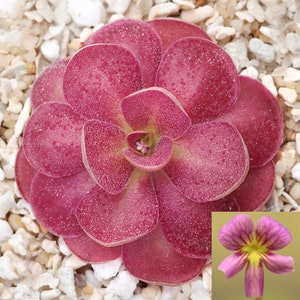 Butterwort - Pinguicula 'Johanna' - Carnivorous Plant - Mexican Butterwort