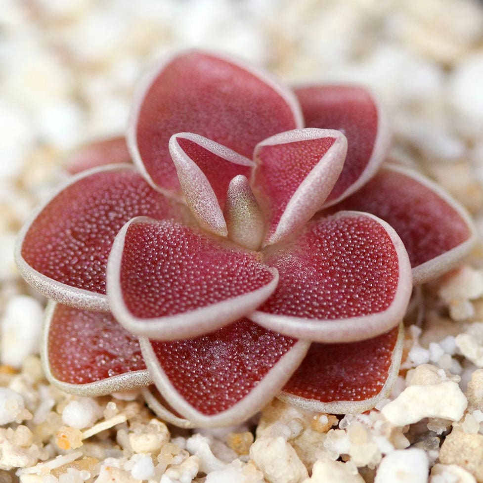 Pinguicula ehlersiae 'Victoria' - Planta carnívora - Pinguicula mexicana