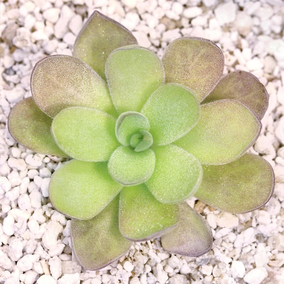 Butterwort - Pinguicula Gigantea X Cyclosecta - Carnivorous Plant - Mexican  Butterwort - Etsy