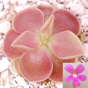 Butterwort - Pinguicula 'Sethos' - Carnivorous Plant - Mexican Butterwort