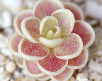 Pinguicula esseriana - Carnivorous Mexican Butterwort Plant