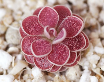 Pinguicula 'Florian' - Carnivorous Mexican Butterwort Plant