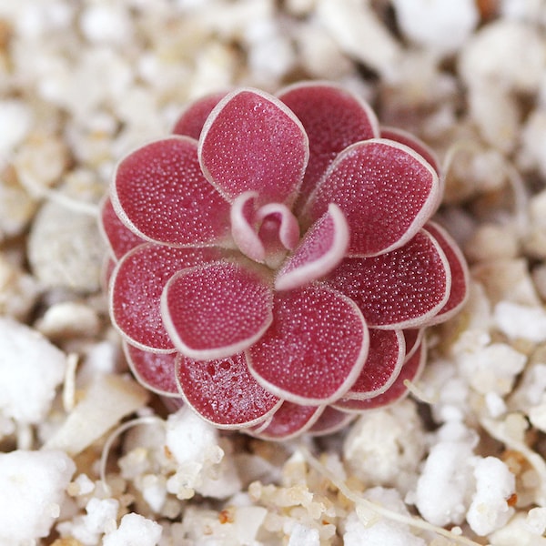 Pinguicula 'Florian' - Planta carnívora de la mantequera mexicana