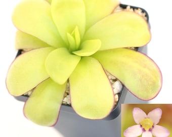 Pinguicula ibarrae - Carnivorous Mexican Butterwort Plant