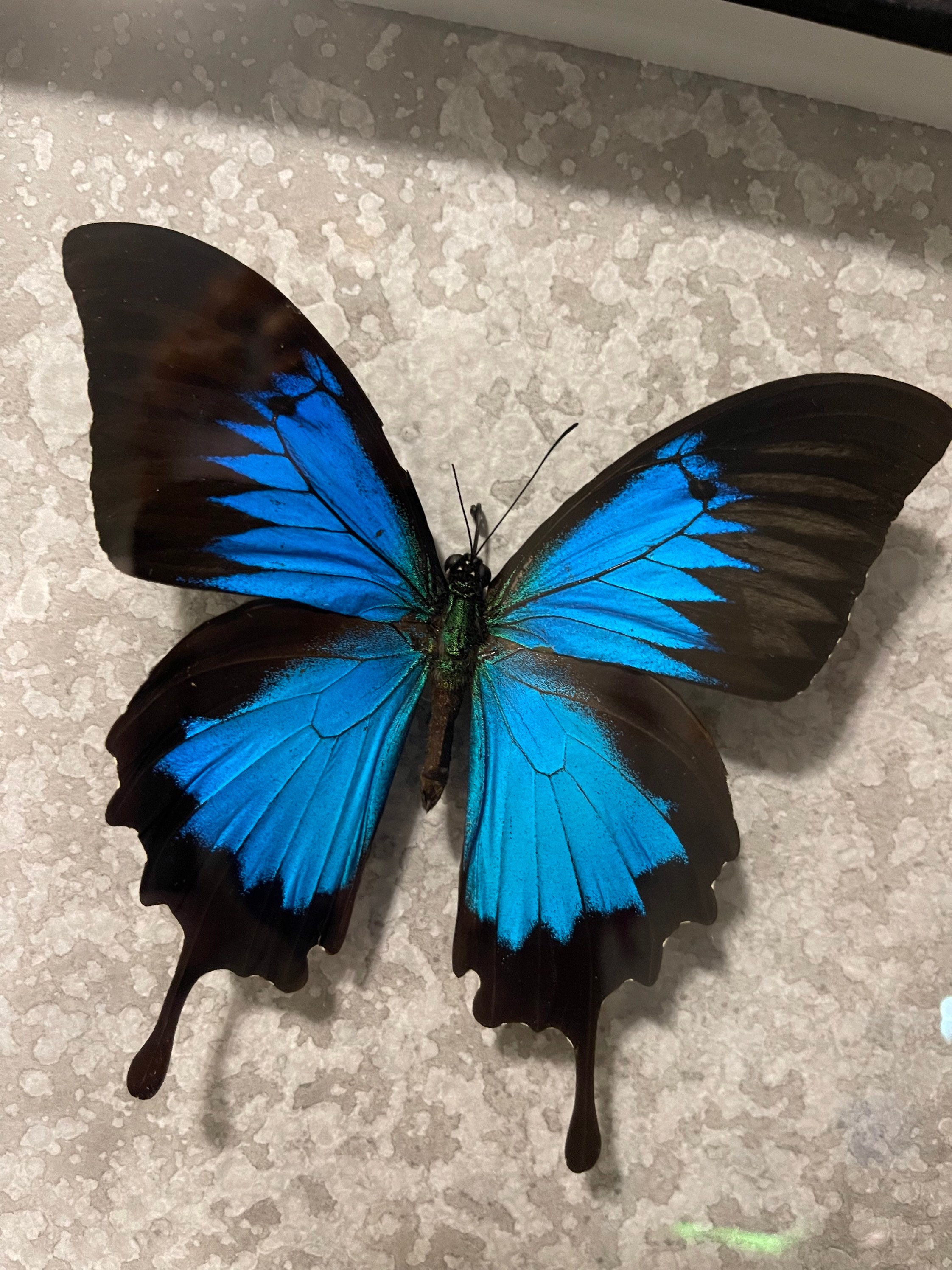 Blue Emperor Swallowtail Butterfly Papilio Ulysses | Etsy