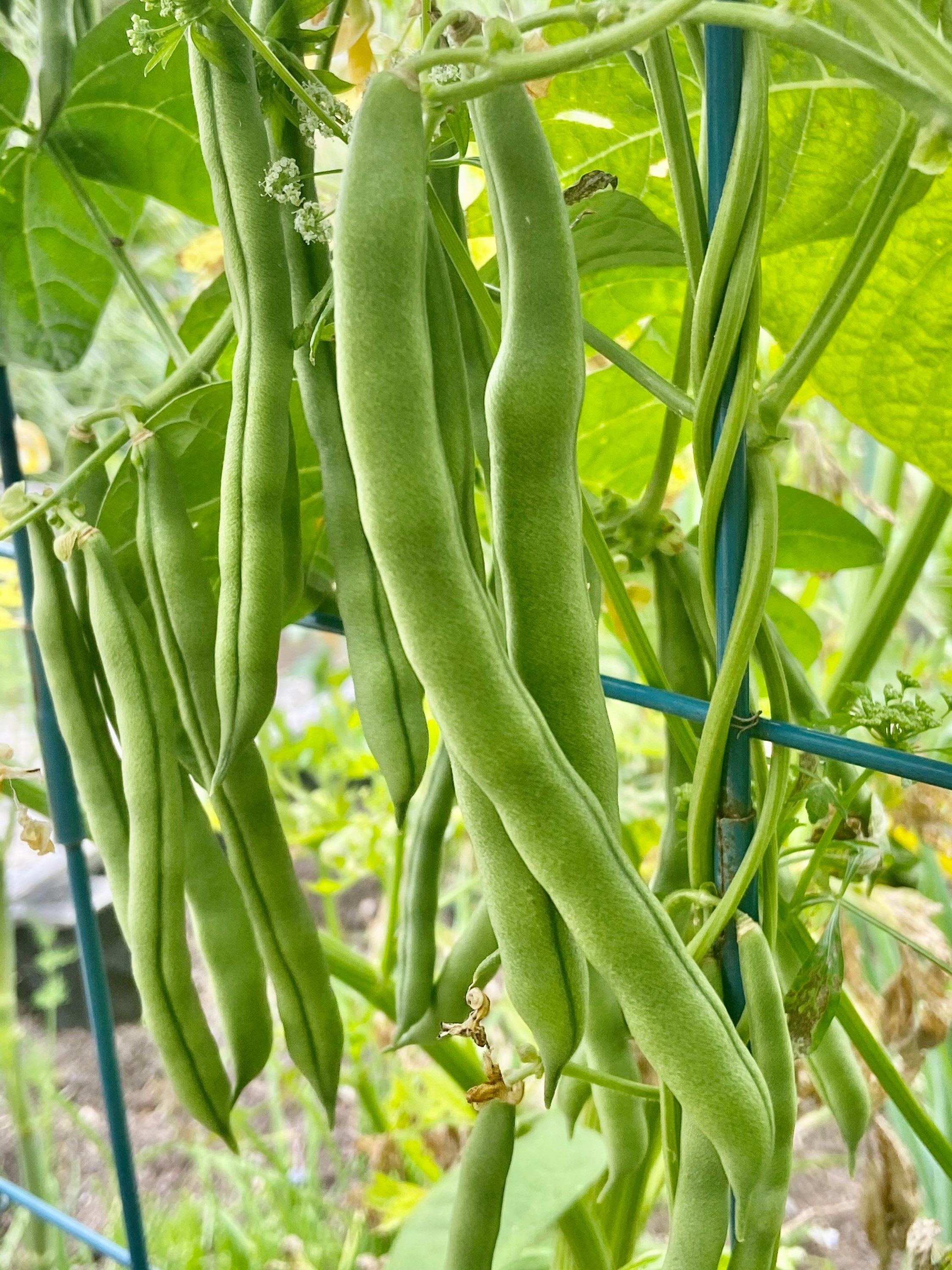 Organic Blue Lake Pole Green Beans Seeds for 20212022 Each Etsy.de
