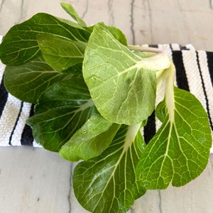 Organically Grown White-Stem Bok Choy Seeds (20-30)