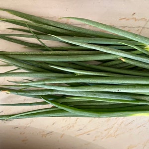 Organic Japanese XL Green Onion Seeds Packed 20-30 Per Pack