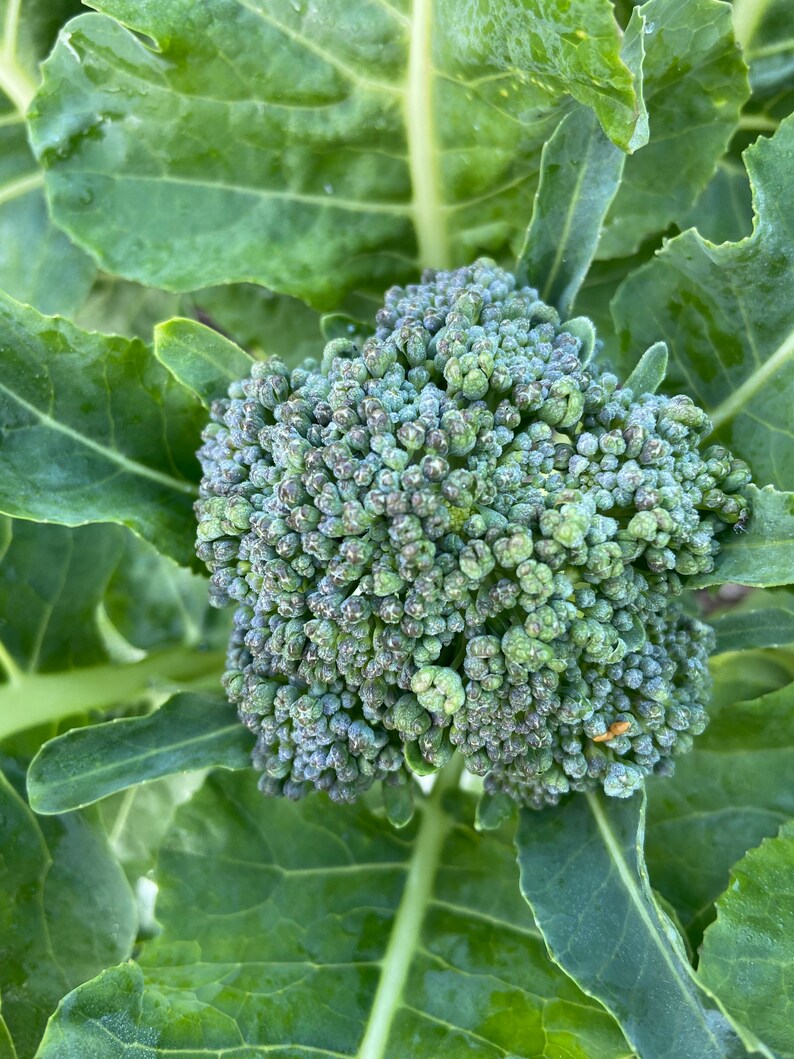Organic Broccolini Seeds for 20232024 1015 Seeds Small Heads of Broccoli, Not Bitter Like Rabe