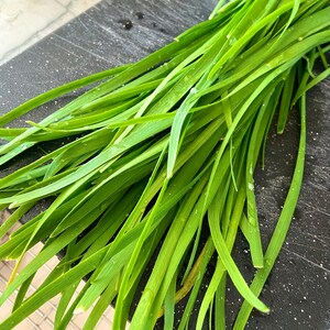 Organic Korean Garlic Chives/ Boo Choo Seeds Packed 2024, 10-15 seeds Per Pack; cut and grow harvest, prolific; adds mild garlic flavor