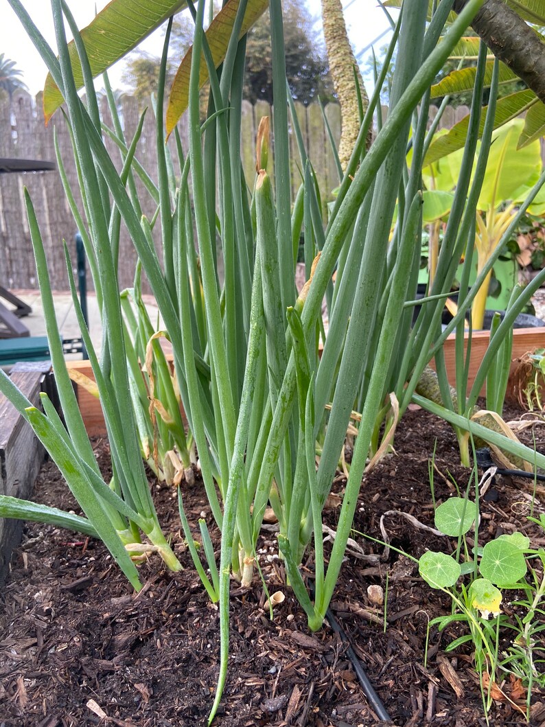 Organic Japanese XL Green Onion Seeds Packed Jul 202324, 2030 per Pack Etsy