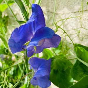 Heirloom Sweet Pea PURPLE color flower seeds only.  Amazing fragrance and hearty/EZ to grow 5-7seeds/pack