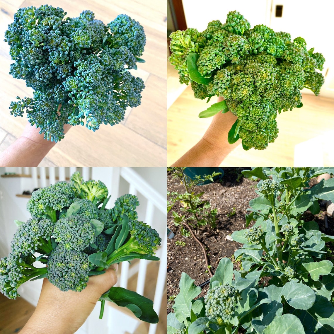Organic Broccolini Seeds for 20232024 1015 Seeds Small Heads of