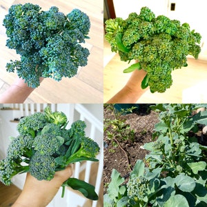 Organic Broccolini; Seeds for 2023-2024; 10-15 seeds; small heads of broccoli, not bitter like rabe.  This variety is cut-and-grow vegetable