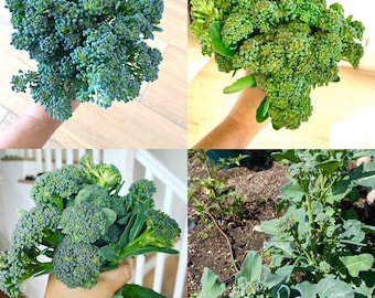 Organic Broccolini; Seeds for 2023-2024; 10-15 seeds; small heads of broccoli, not bitter like rabe.  This variety is cut-and-grow vegetable