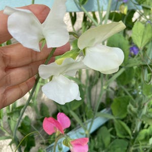 Heirloom Sweet Pea WHITE Color seeds only.  Amazing fragrance and hearty/EZ to grow 5-7 seeds