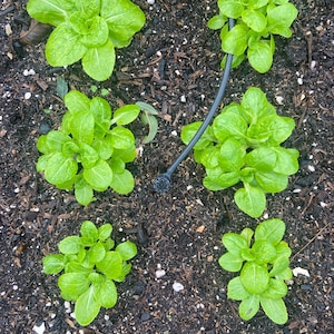 Organically grown Baby Bok Choi Pak Choy Dwarf oriental vegetable seeds  Chinese Cabbage Container Gardening non-GMO 10-20 seeds per pack
