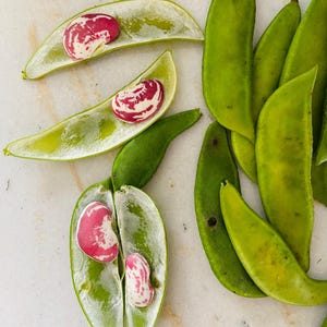 Christmas Lima Pole Beans Heirloom 2024 harvest, grown organically quick germination beautiful vigorous vines.  5 beans per order.