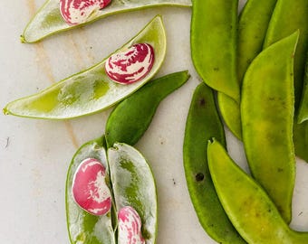 Christmas Lima Pole Bean Seeds, Heirloom Chestnut Beans, Organically Grown (10Seeds)