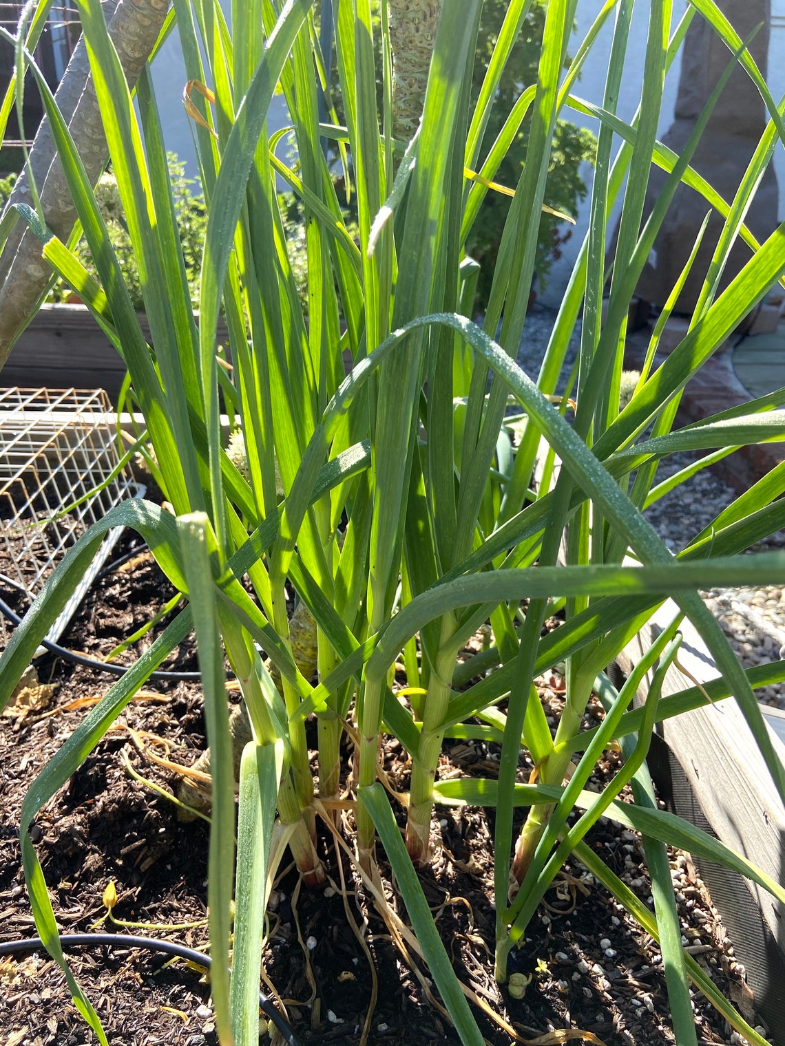 Organic Japanese XL Green Onion Seeds Packed Jul 202324, 2030 per