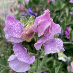 Heirloom Sweet Pea LAVENDER:  This pack contains LAVENDER color seeds only.  Amazing fragrance and hearty/EZ to grow 5-7 seeds