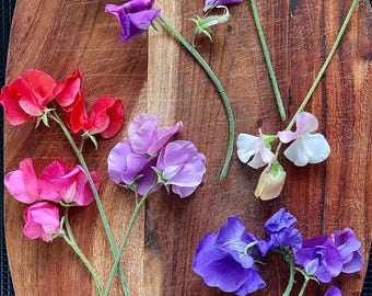 Heirloom Sweet Pea Seeds: Fragrant Garden Flower Mix