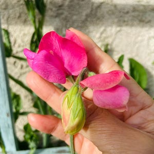 Heirloom Sweet Pea- PINK :  This only contains PINK color sweet peas seeds.  Amazing fragrance and hearty/EZ to grow.  5-7 seeds/pack