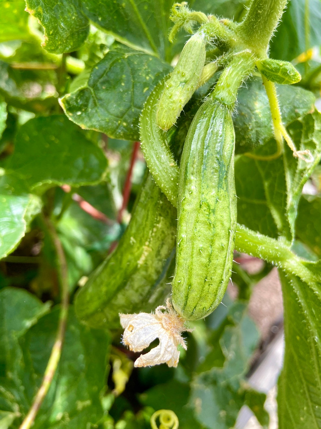 Organic Japanese Cucumber Seeds for 2023/24 , 1012 per Pack Etsy