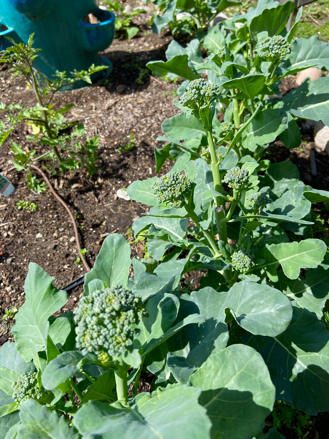 Organic Broccolini Seeds for 20232024 1015 Seeds Small Heads of Broccoli, Not Bitter Like Rabe