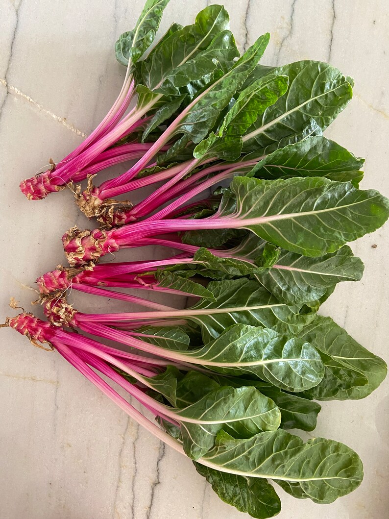 Color Chard Organic Peppermint Swiss Chard Seeds – Easy to Grow - Etsy