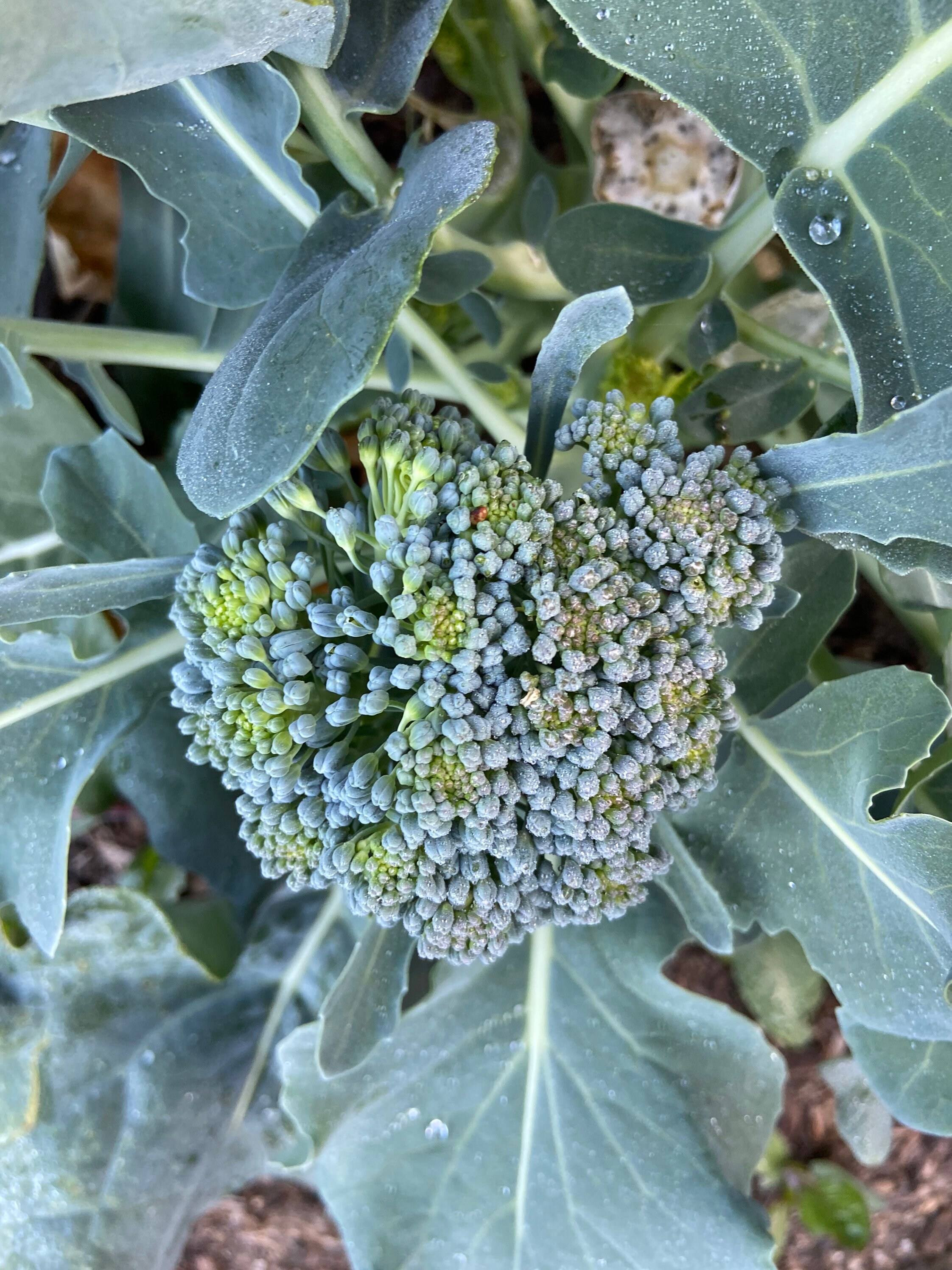 Organic Broccolini Seeds for 20232024 1015 Seeds Small Heads of Broccoli, Not Bitter Like Rabe