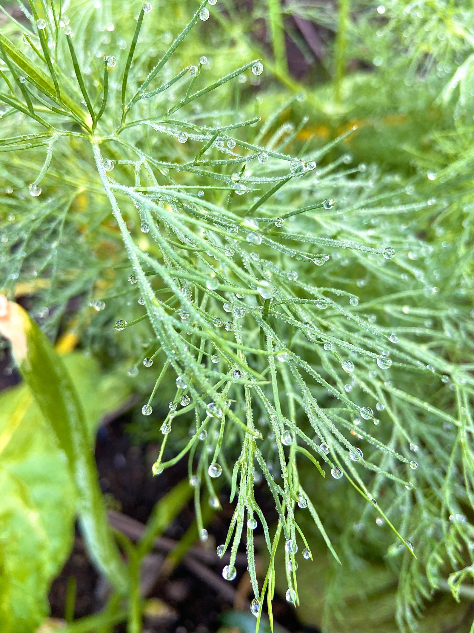 Organic DILL Seeds Packed Jul 2020 3040 per Pack Etsy