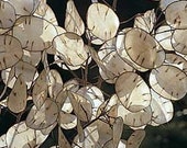 Lunaria seeds (20) Moonwort Honesty Money Tree Silver Dollar Medicinal 0.5g, FREE shipping