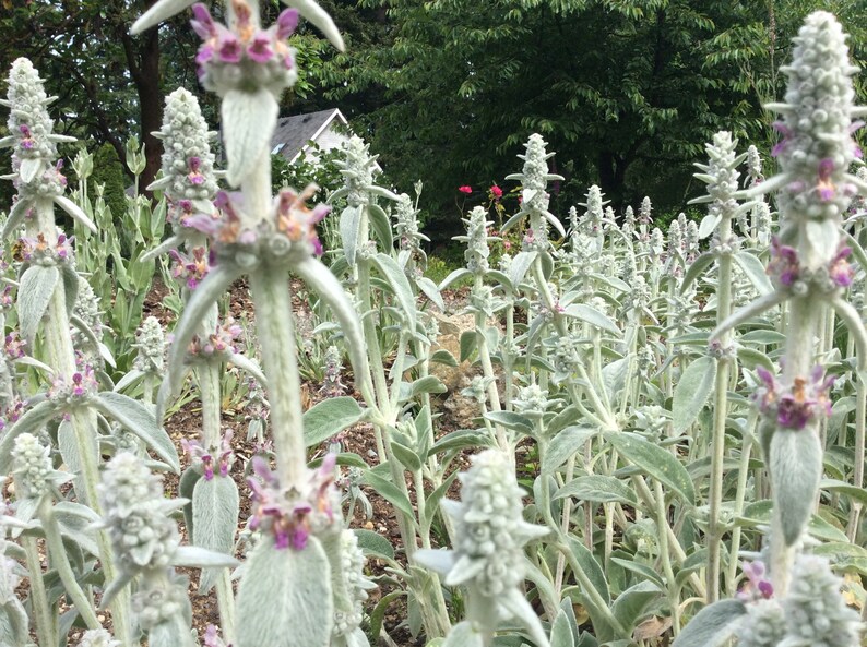 Wooly Lamb's Ear Seeds 50 0.2g Stachys Natural Bandaid Etsy