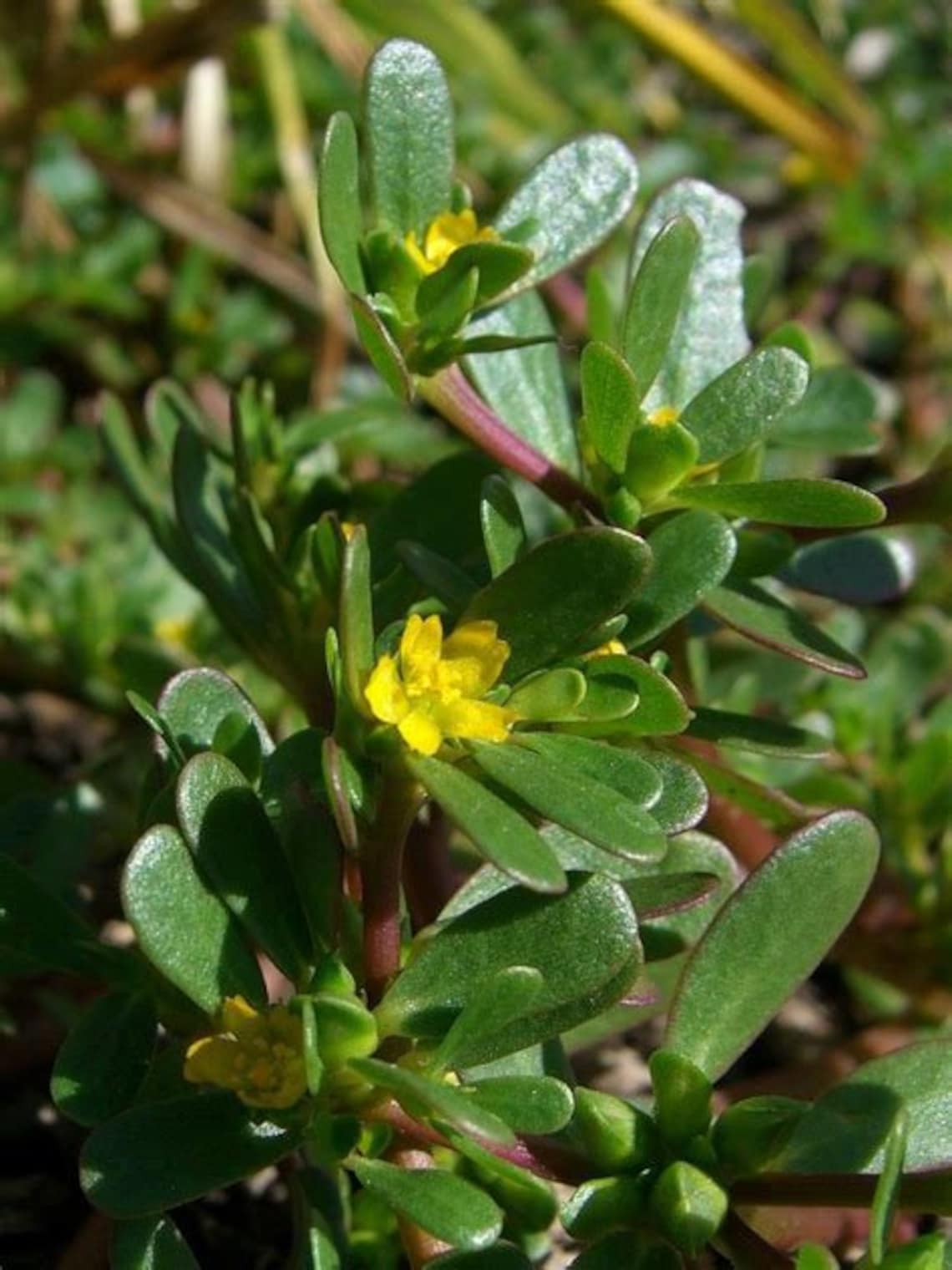 Purslane 30 Seeds EDIBLE Heirloom Raw Seed USPS Tracking Etsy