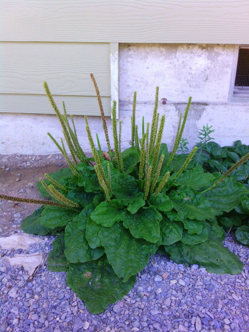 Common Plantain 200 seeds Plantago major FREE shipping Etsy