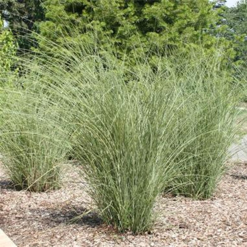 PNW Ornamental Maiden Grass 20 Seeds Low Maintenance Grass Etsy Canada