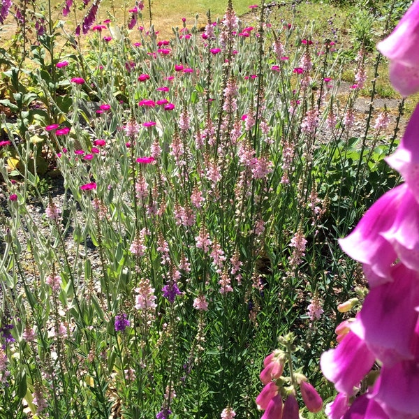 Penstemon Beardtongue (100) seeds, Digitalis foxglove wildflower cousin   USPS tracking