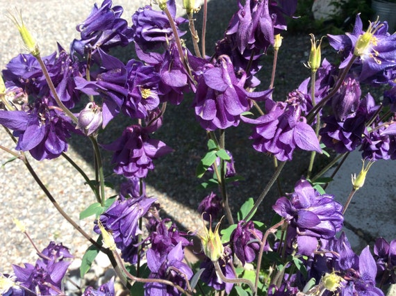 Aquilegia 50 PURPLE COLUMBINE SEEDS