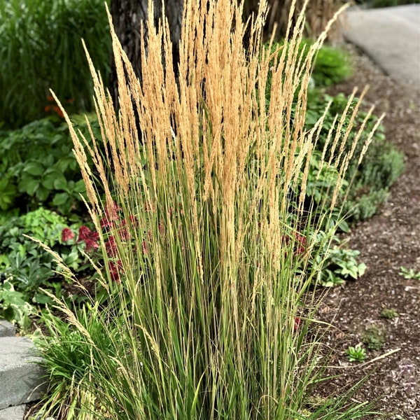 Ornamental PNW Maiden Grass (20) seeds, low maintenance grass FREE shipping