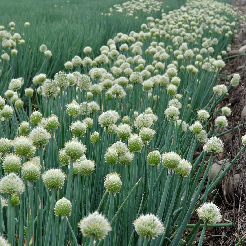 White Onion Seeds 25 USPS tracking Etsy